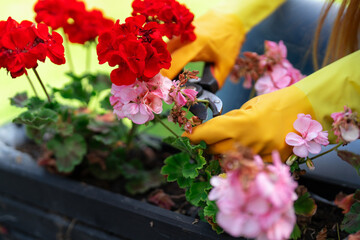 Gardener pruning geranium flowers in vibrant colors on a sunny day in a garden setting