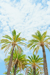 Palm Trees Stretching Toward Blue Sky