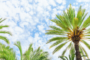 Naklejka premium Palm Fronds Reaching Toward Cloudy Blue Sky