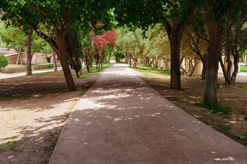 Shaded Tree Pathway in Turia Gardens Valencia