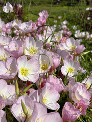 Pink delicate flowers. High quality photo