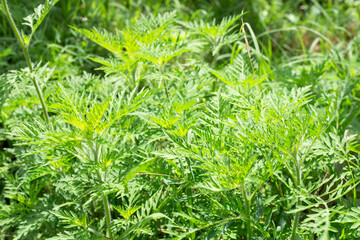 Close-up of bright green ragweed leaves. Noxious weed allergen