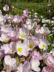 Pink delicate flowers. High quality photo