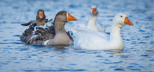 Close up of a group of greylag geese swimming on lake
