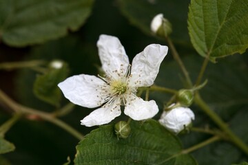Blossom of a sawtooth blackberry, Rubus argutus