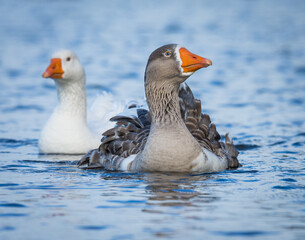Close up of a group of greylag geese swimming on lake