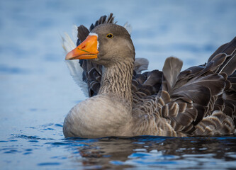 Close up of greylag goose swimming on lake
