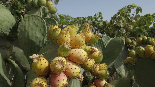 Ripe Prickly Pears Growing on Cactus in Gran Canaria