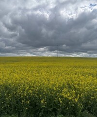 Expansive Yellow Canola Field under Dramatic Cloudy Sky with Solitary Power Pole