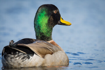 Close up of Mallard duck swimming on a pond