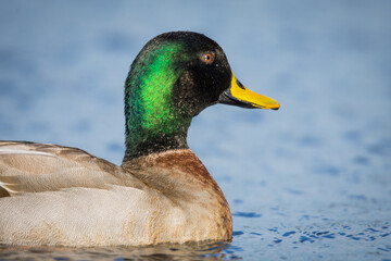 Close up of Mallard duck swimming on a pond