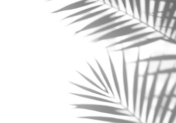 Fototapeta premium Gentle, diffused, blurred shadows of tropical palm leaves diagonally cast on a transparent background with abundant negative space, illuminated by soft natural light, a sophisticated abstract