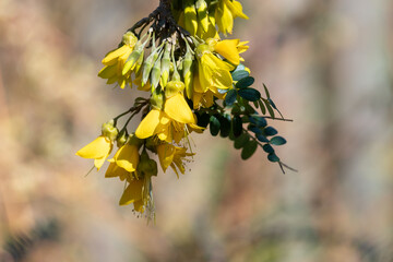 Close up of weeping kowhai (sophora microphylla) flowers in bloom