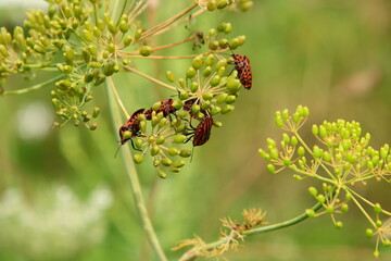 gestreifte Käfer auf Dillblüte