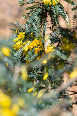 Close up of weeping kowhai (sophora microphylla) flowers in bloom