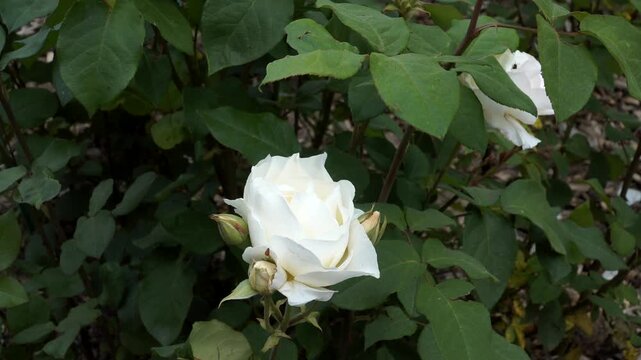 The 'Akito' hybrid tea rose displays white blooms with buds and a delicate aroma, surrounded by green foliage in a serene summer garden setting.