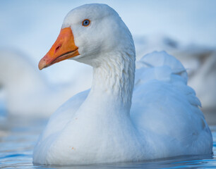Close up of greylag goose swimming on lake