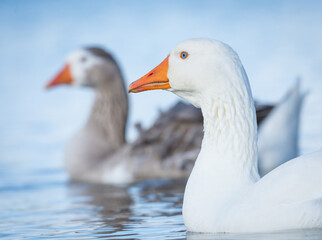 Close up of a group of greylag geese swimming on lake