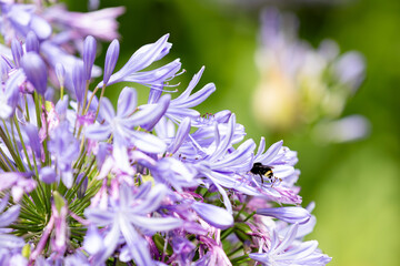 Bee an African Lillies