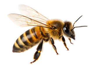 A detailed close up of a honeybee with translucent wings against a black background in sharp focus