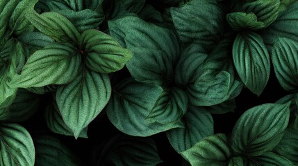 inexperienced foliage texture leaf nature background