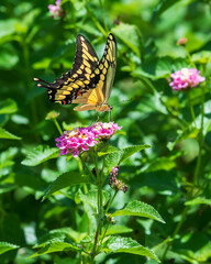 Giant Swallowtail Feeding on Lantana