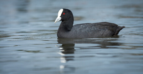 Australian Coot swimming on a pond