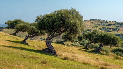 Solitary cluster of olive trees shaped by coastal winds, standing atop rolling Mediterranean hills under clear skies – beautiful image, nature view, real look