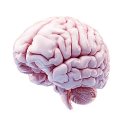 Brain human organ isolated [Transparent Background PNG]