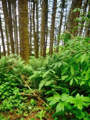 Verdant ferns carpeting forest floor beneath massive trees, highlighting lush woodland ecosystem at Cape Perpetua scenic landscape