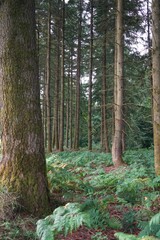 Fototapeta premium trees in the forest