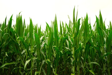 green corn field