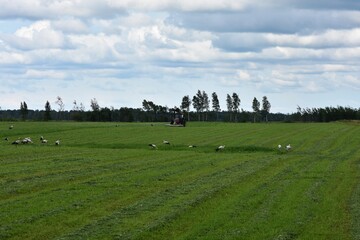 A red tractor works in a mowed green field under a cloudy sky while white storks forage nearby. Typical rural summer scene in Eastern Europe.