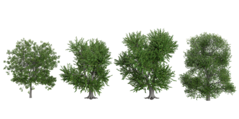 3d illustration of Green ash trees on transparent background