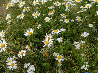 A field of Oxeye Daisies (Leucanthemum vulgare), also known as Moon Daisies or Field Daisies
