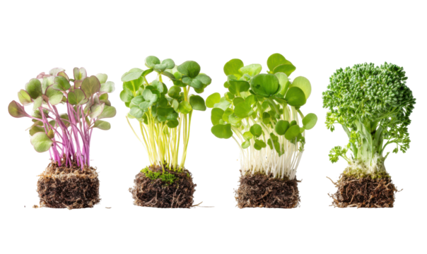 Close-up of various microgreens sprouting from soil