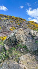 Breathtaking views of rugged cliffs adorned with vibrant wildflowers in a sunny landscape, Edinburgh