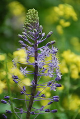 A stunning close-up of Scilla peruviana in full bloom, displaying vivid blue petals and delicate details, perfect for nature and floral photography.