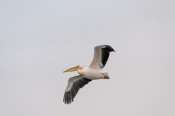 Obraz premium Telephoto shot of a great white pelican -Pelecanus onocrotalus- near Walvis Bay, Namibia