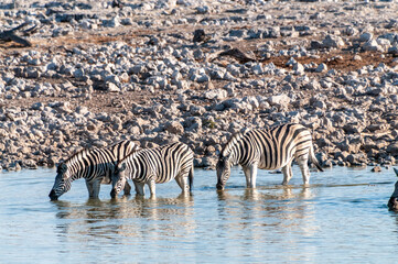 A group of Burchell's Plains zebra -Equus quagga burchelli- drinking from a waterhole on the plains...