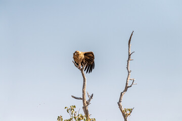 Close-up of a Tawny Eagle - Aquila rapax- sitting in a treetop in Etosha National Park, Namibia.