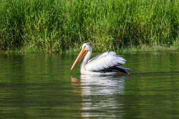An American white pelican swimming gracefully in Alberta, Canada