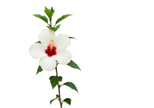 A vibrant white hibiscus flower with crimson red center, yellow stamen, green leaves, and an unopen bud on a brown branch, isolated against a bright white background with copy space and no shadows,