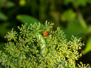 High-angle close-up of a vibrant red ladybug perched on green dill florets.