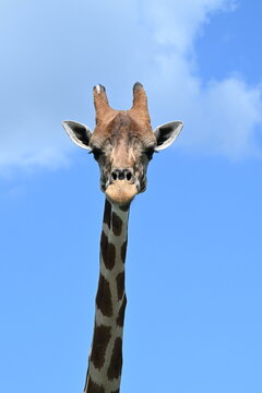 giraffe, tall, long neck, headshot, male