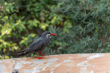 Inca Tern on Boat, Side Profile. The Inca Tern is standing on an old wooden boat, looking sideways. The colorful beak and white whiskers are clearly visible.