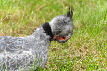 A crested fowl with gray plumage and raised crest stands in the grass. The bird looks down and appears calm.