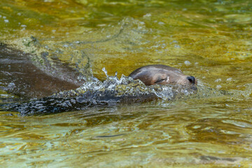 Fototapeta premium The sea lion glides elegantly through the water, its head partially below the surface. The water texture appears vivid and colorful.