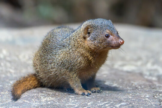 A dwarf mongoose looks directly at the camera and appears curious. The details of its face are clearly visible. - Powered by Adobe