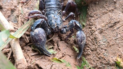 Kracheh, Cambodia - 1 July 2025. A detailed view of a scorpion’s pincers and front legs as it moves over muddy terrain and green plant debris.